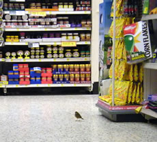 Robin in Morrisons, Acton W3
