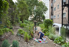 Garden next to Rosemont Court