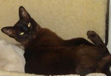 Lola - killed by a fox in Goldsmith Avenue