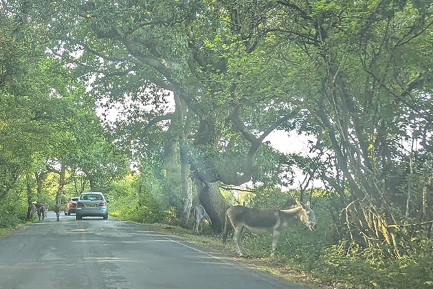 New Forest ponies 