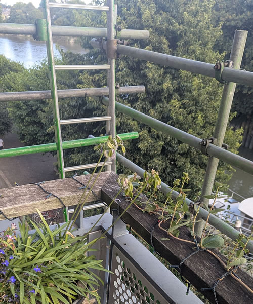 Scaffolding on balcony 