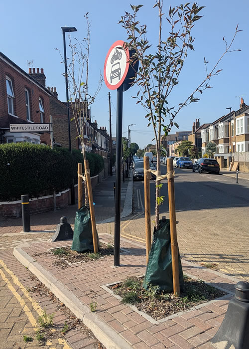 Whitestile Road sad trees 