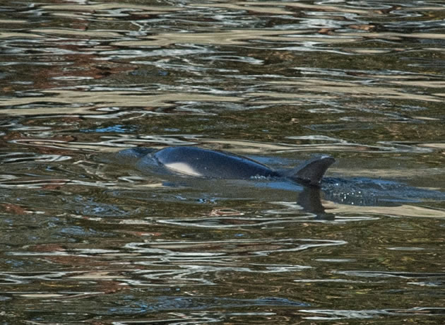 Dolphin in the Thames near Kew Bridge. Picture: Chiswick RNLI