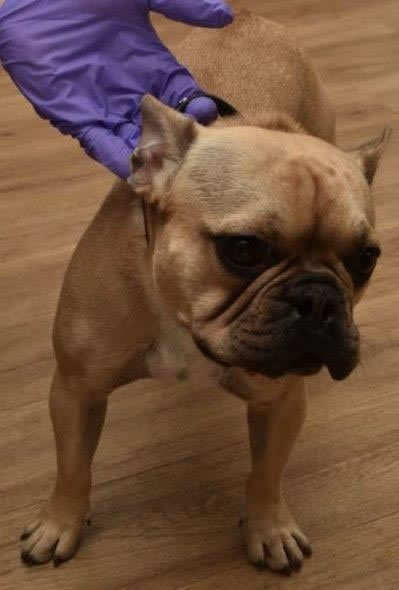 Bob the Dog provided a key piece of evidence in the case