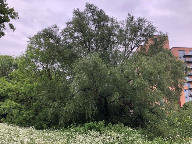 The ancient Cracked Willow which is threatened by the development