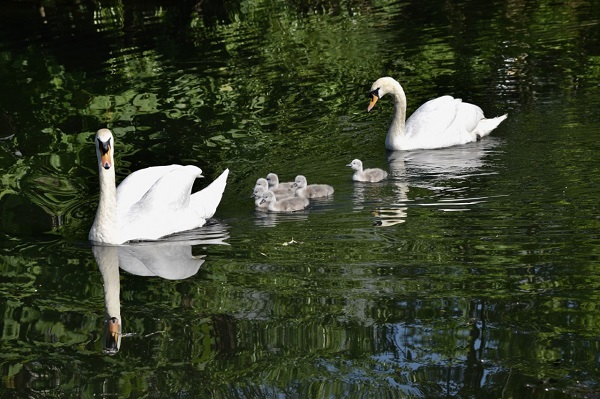 Cygnets - Liz Jenner