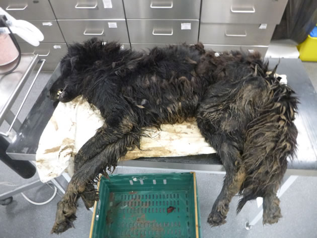 Cuba was emaciated with lesions and wounds on his body 