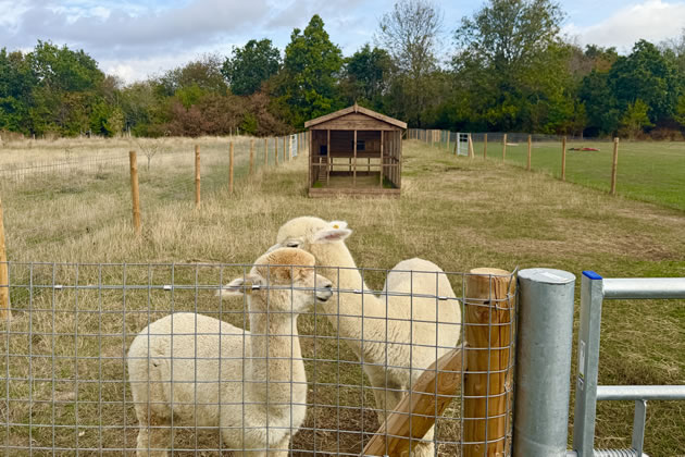 The alpacas are likely to be particularly popular with the children