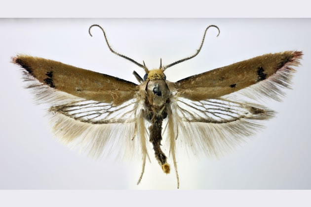 Tachystola mulliganae is originally from Australia