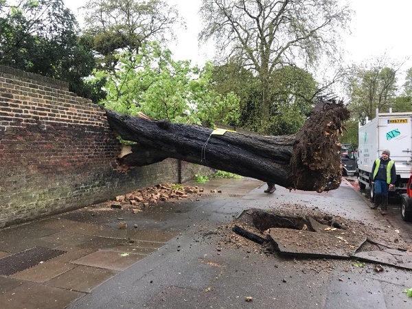 Tree down &copy; J Cycon