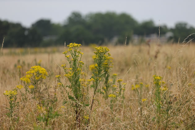 Wildflowers growing at Warren Farm