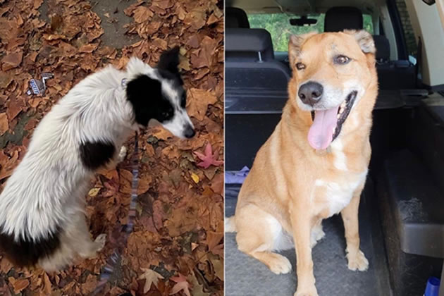 Owners appealing for the return of Cabbage (left) and Sam (right)
