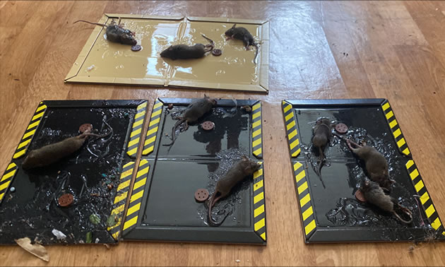 The landlord refused to pay for measures taken to deal with mouse infestation