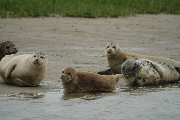 Sightings now much more common in west London